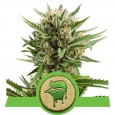 Sweet Skunk Auto - Royal Queen Seeds